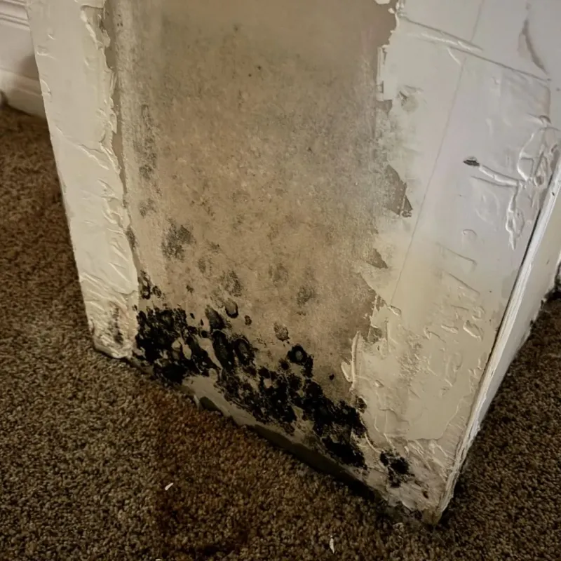 Professional Mold Removal in Walton County, FL